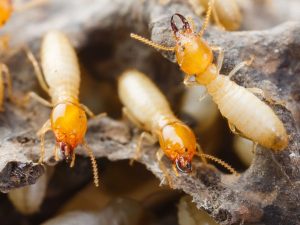 Tấm ốp sợi tre Ovali – Giải pháp thay thế gỗ tự nhiên không lo mối mọt.