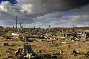 Bảo Vệ Rừng Cùng Tấm Ốp Sợi Tre OVali – Tương Lai Của Nội Thất Xanh